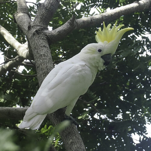 Lola (Goffin’s Cockatoo, Female)