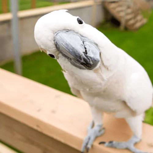 Buddy (Moluccan Cockatoo, Male)