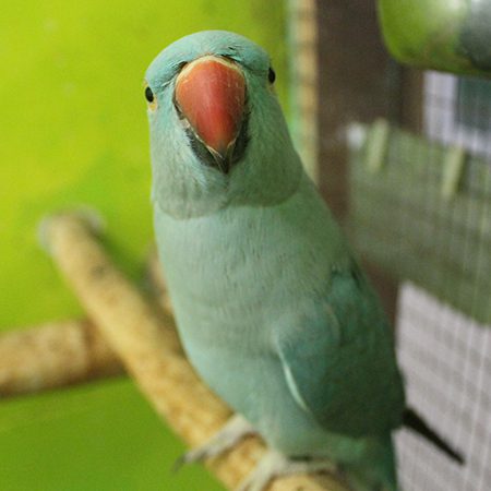 Zara (Indian Ringneck, Female)