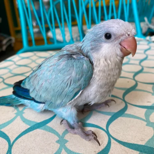 Olive (Quaker Parrot, Female)