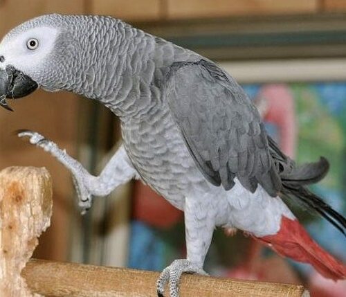 Kiki (African Grey)