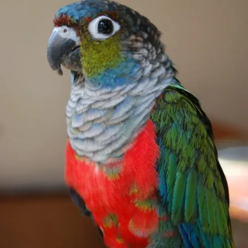 Ruby (Crimson-bellied Conure, Female)