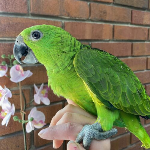 Echo (Yellow-naped Amazon, Female)