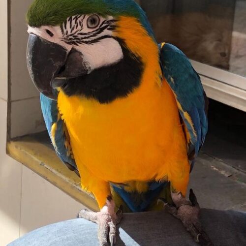 Diesel (Green-Winged Macaw, Male)