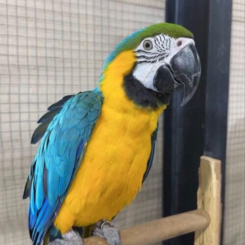 Skye (Blue and Gold Macaw, Female)
