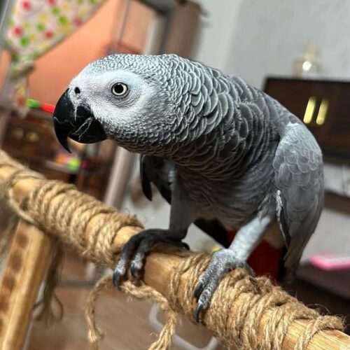 Luna (African Grey)