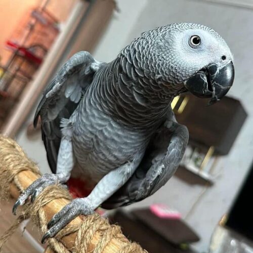 African Grey Parrot