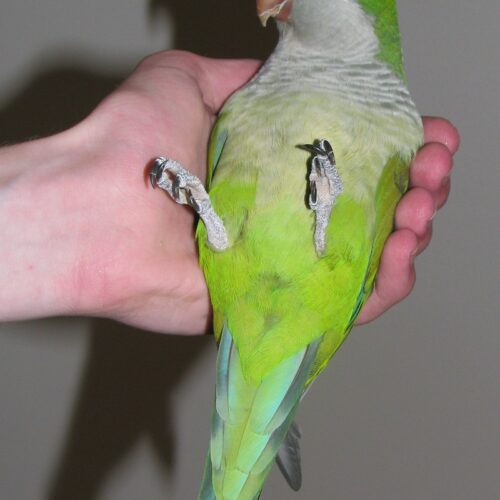 Rio (Quaker Parrot, Male)