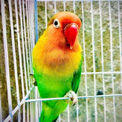 Milo (Fischer’s Lovebird, Male)