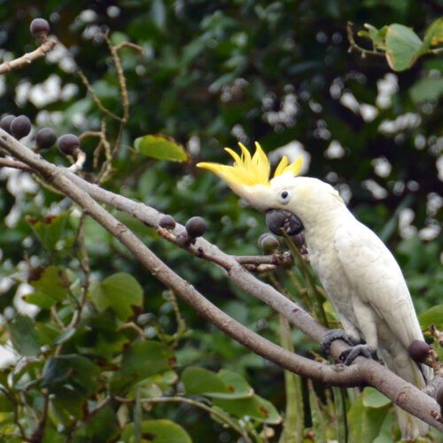 Rocky (Sulphur-Crested Cockatoo, Male)