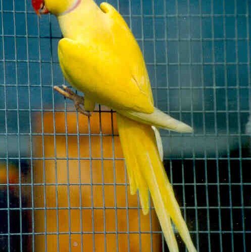 Milo (Indian Ringneck, Male)