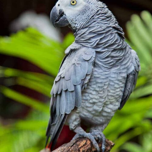 Charlie (African Grey)