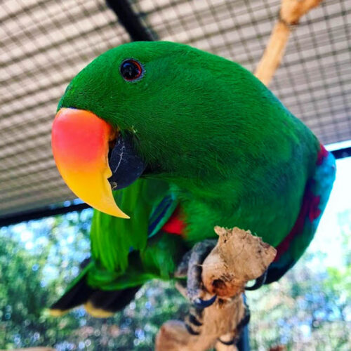 Ollie (Male Eclectus)