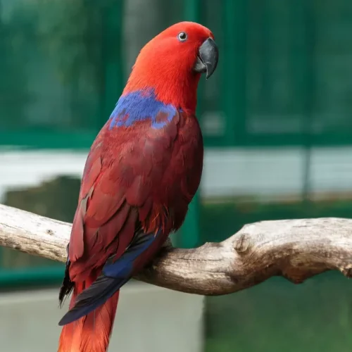 Ruby (Female Eclectus)