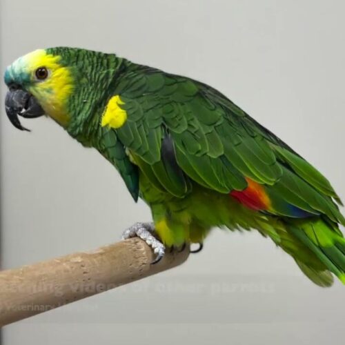 Rio (Blue-fronted Amazon, Male)