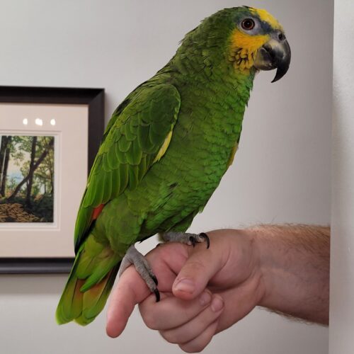 Maya (Orange-winged Amazon, Female)