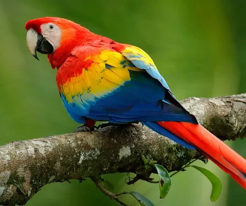 Rico (Severe Macaw, Male)