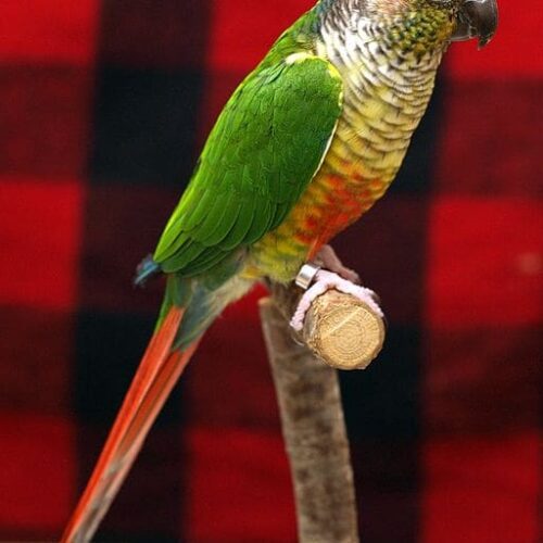 Bingo (Green Cheek Conure, Male)